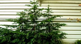 Картинка по теме - как посадить ёлку