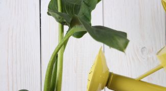 Картинка по теме - как посадить каллу