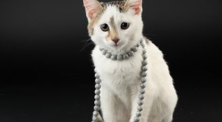 Картинка по теме - как подстричь кошку