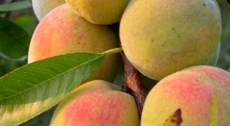 Картинка по теме - как посадить персик