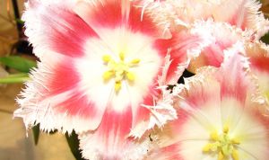 Картинка по теме - как составить букет