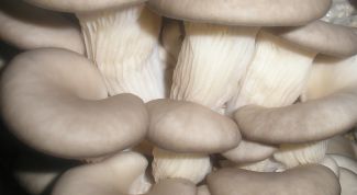 Картинка по теме - как приготовить грибы вешенки