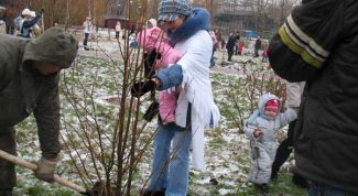 Картинка по теме - как посадить деревце