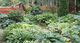 Картинка по теме - как сажать хосту