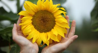 Картинка по теме - как сажать подсолнухи