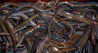 Картинка по теме - как приготовить угря