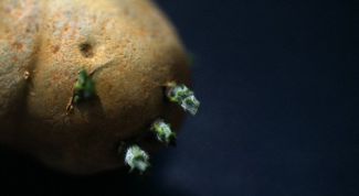 Картинка по теме - как подготовить картофель к посадке