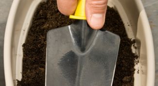 Картинка по теме - как пересаживать комнатную розу