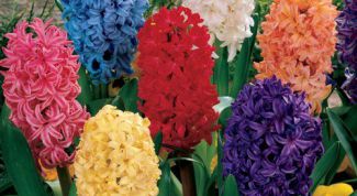 Картинка по теме - как сажать гиацинты