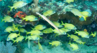 Картинка по теме - как сделать самим фон для аквариума