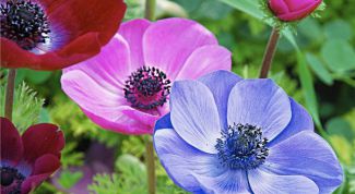 Картинка по теме - как посадить анемоны