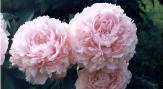 Картинка по теме - как посадить пион