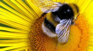 Картинка по теме - как принимать прополис