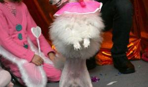 Картинка по теме - как научить собаку командам