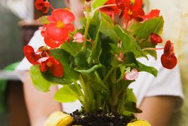 Картинка по теме - как посадить бегонию из клубня