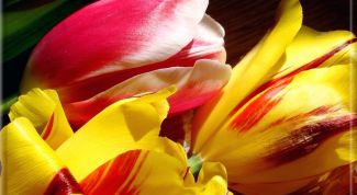 Картинка по теме - как посадить тюльпаны