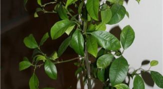 Картинка по теме - как посадить апельсин