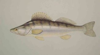 Картинка по теме - как почистить судака