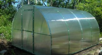 Картинка по теме - как вырастить лук в теплице