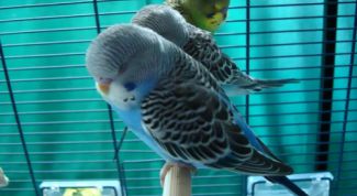 Картинка по теме - как сделать клетку для попугая