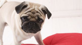 Картинка по теме - как почистить собаке уши