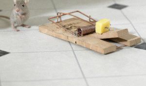 Картинка по теме - как вывести мышей из квартиры