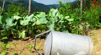 Картинка по теме - как сажать сад