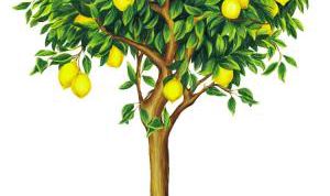 Картинка по теме - как вырастить лимонное дерево