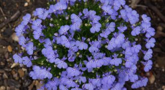 Картинка по теме - как выращивать лобелию