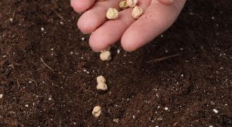 Картинка по теме - как высаживать семена