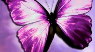 Картинка по теме - как вырастить бабочек