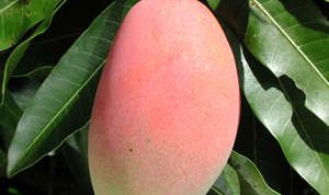 Картинка по теме - как вырастить дома манго