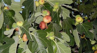 Картинка по теме - как выращивать инжир