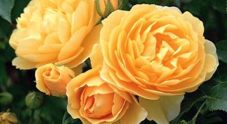 Картинка по теме - как подрезать розы