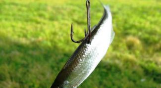 Картинка по теме - как поймать живца