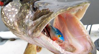 Картинка по теме - как поймать щуку на спиннинг