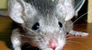 Картинка по теме - как вывести в доме мышей