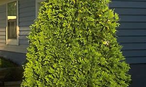 Картинка по теме - как размножать тую семенами