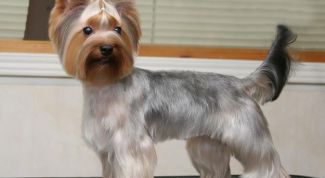 Картинка по теме - как постричь йорка