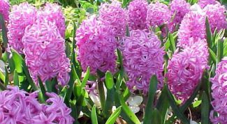 Картинка по теме - как вырастить гиацинты дома