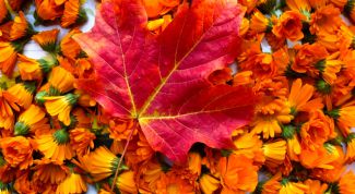 Картинка по теме - как провести осенние каникулы