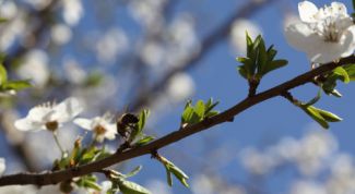 Картинка по теме - как подрезать деревья