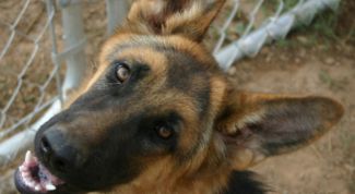 Картинка по теме - как сделать родословную для собаки