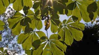 Картинка по теме - как посадить каштан