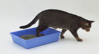 Картинка по теме - как приучить котенка ходить на лоток