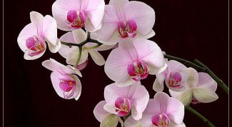 Картинка по теме - как сажать орхидеи