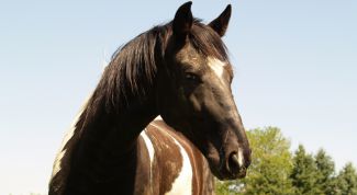 Картинка по теме - как приучить лошадь