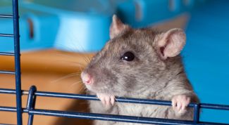 Картинка по теме - как сделать клетки для хомяков