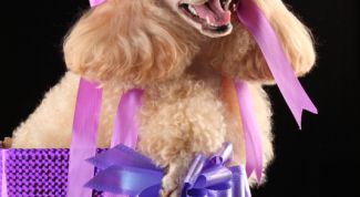 Картинка по теме - как получить питомца