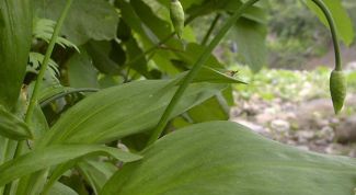 Картинка по теме - как приготовить черемшу